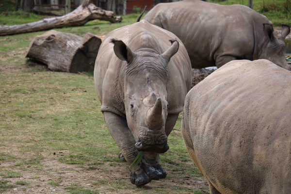 今年已經發生多起闖入動物園傷害動物的事件,包括薩爾瓦多動物園河馬