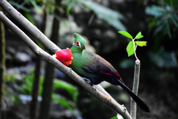 绿丝冠僧帽鸟宝宝孵化! 毛茸茸「小黑鸡」长大变超美
