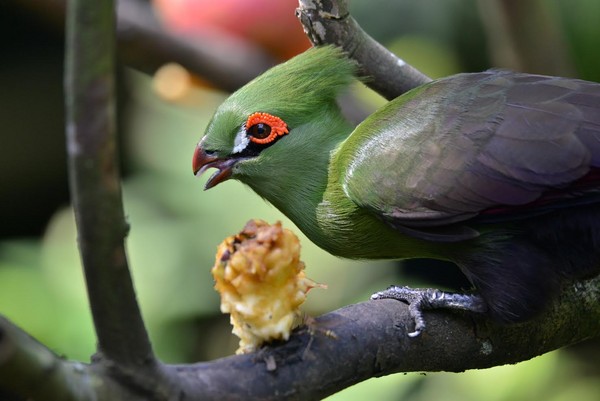 绿丝冠僧帽鸟宝宝孵化! 毛茸茸「小黑鸡」长大变超美