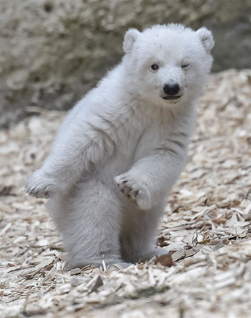 啾咪!德国动物园的小北极熊对镜头眨眼萌翻全场