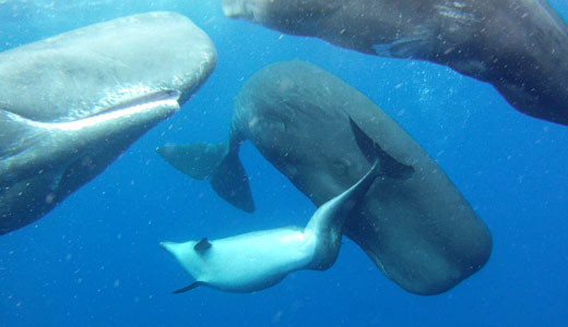 抹香鲸收养「畸形海豚」 深海顶级猎手也有同情心?