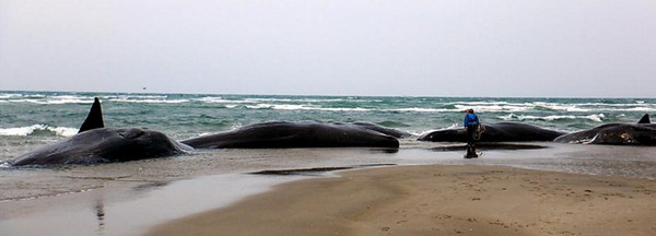 6抹香鲸搁浅鹿儿岛 水族馆:浅滩没反射声音酿