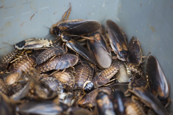 cockroach,三隻母蟑螂放一起10天產一次卵（圖／達志影像／美聯社）
