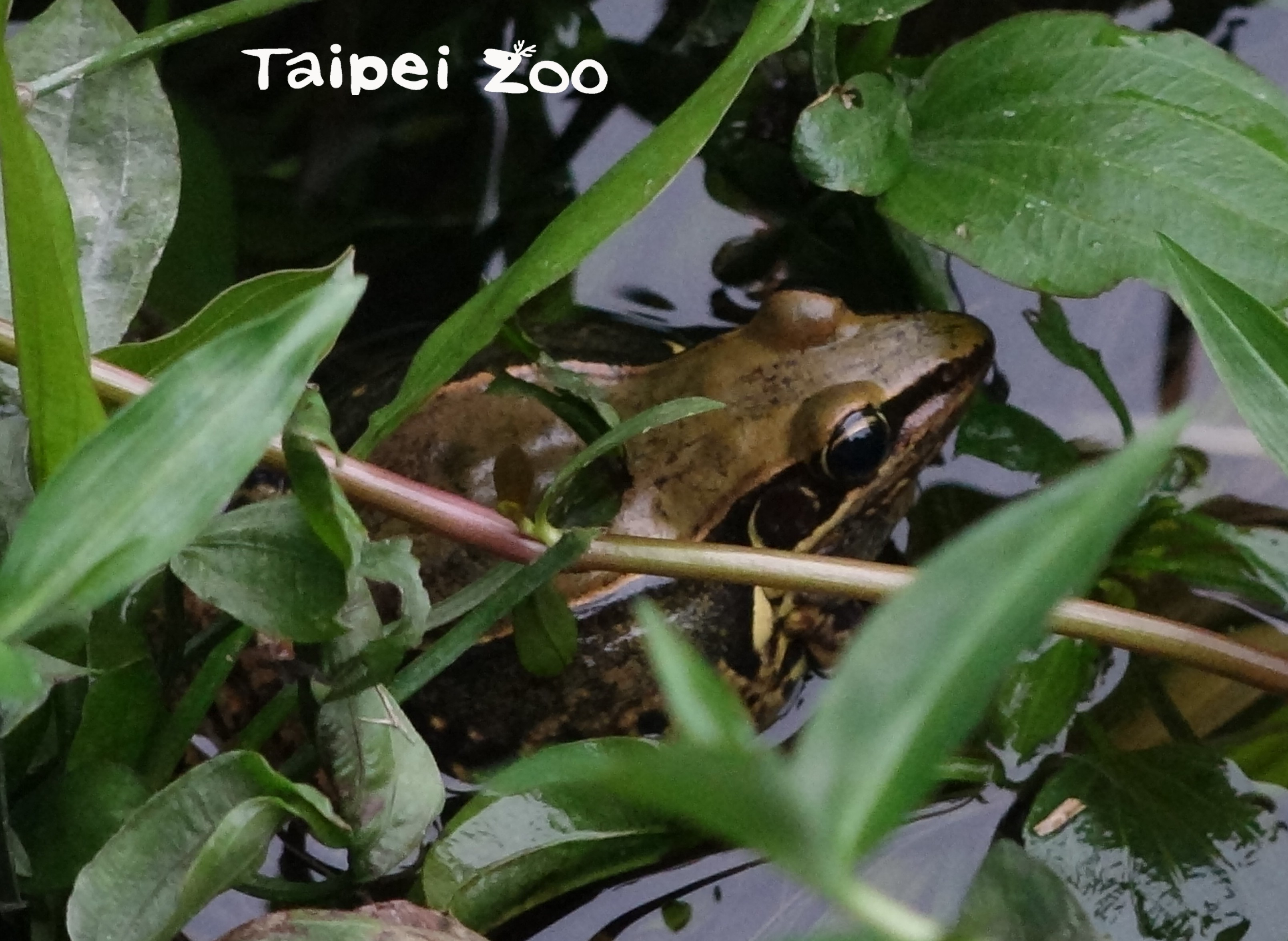贡德氏赤蛙(图/台北市立动物园)
