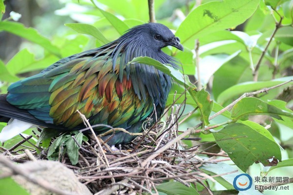 绿簑鸽宝宝报到!长大变成「绿精灵」 换上彩虹羽毛