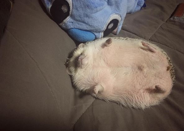 这刺猬根本奶奶养的! 超「肥满」以为是小猪在针灸