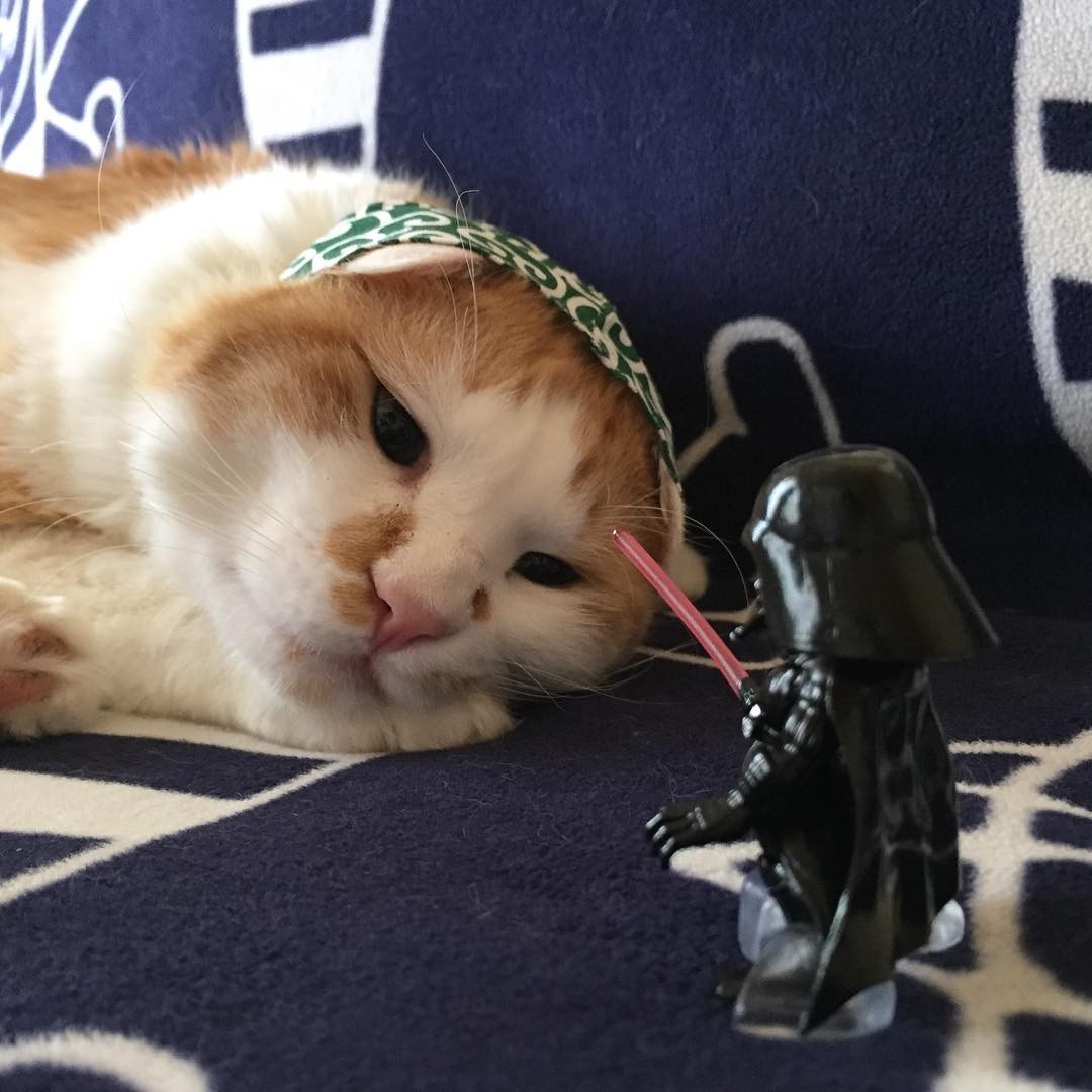 家里的小偷原来是它!喵星人专用花头巾重出江湖