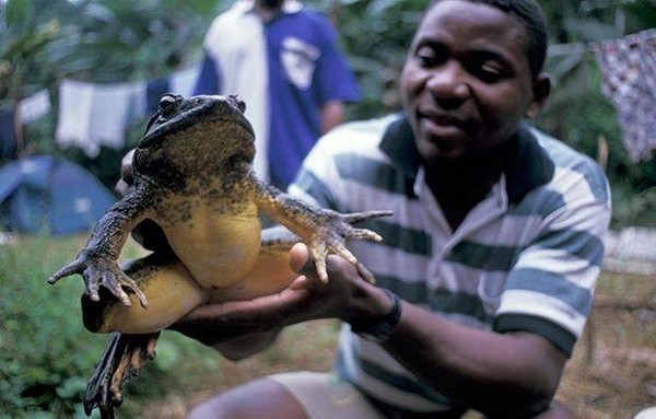 frog)被認為是全球最大的蛙類動物,一隻成年雄蛙體長有30公分,若把腿