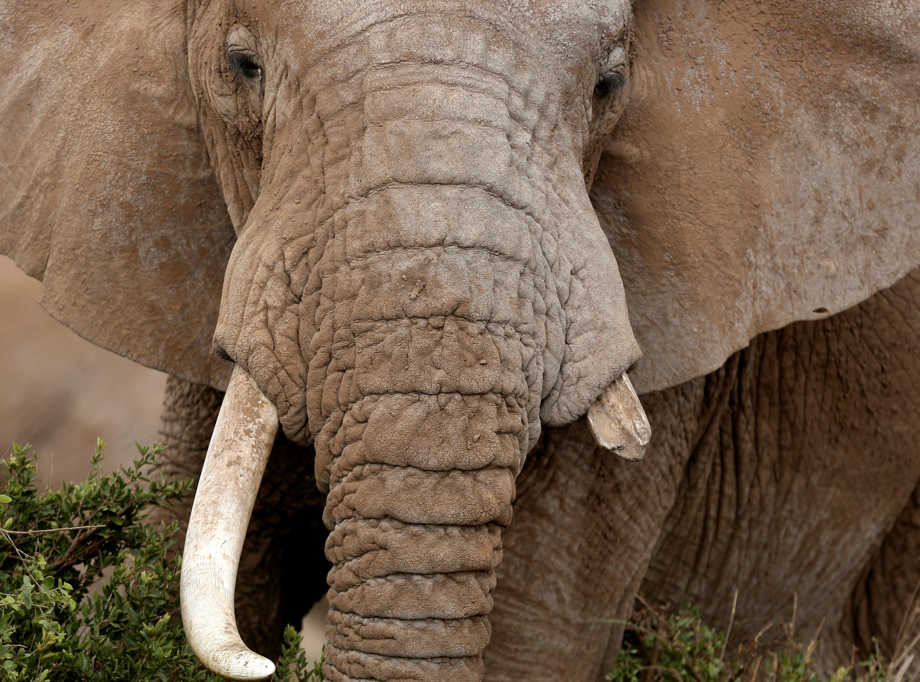 印度一头野生大象日前为了觅食,闯入一处位於修拉雅森林( sholayar)的