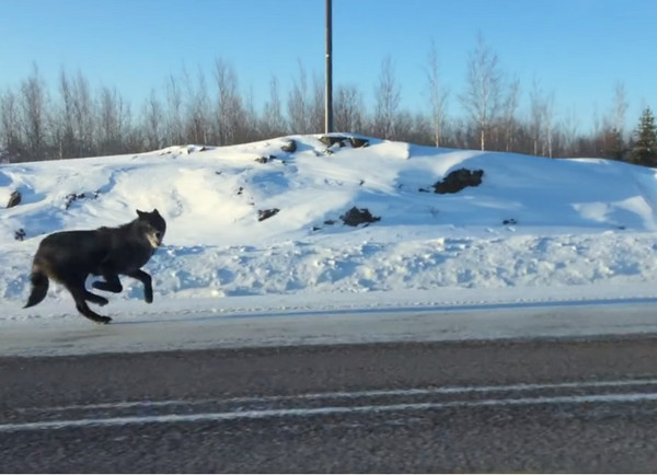 2巨型黑狼在加国高速公路奔驰 女驾驶惊吓:以为是人