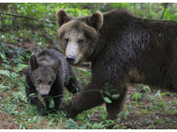 嚴重缺糧！「餓熊」爬進家園挖馬鈴薯...吃掉2俄羅斯人