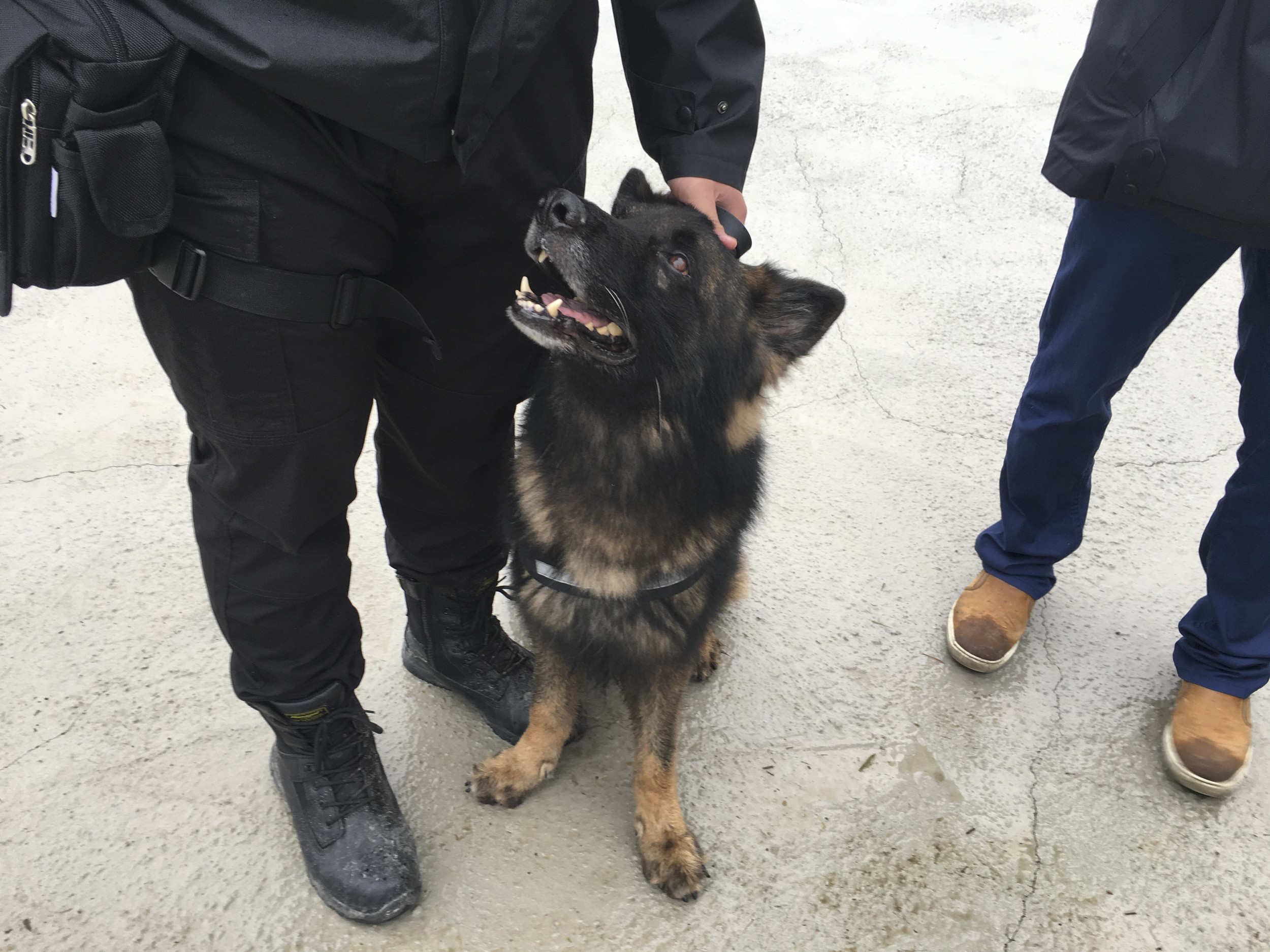 缉毒犬,警犬,狼狗(图/记者黄克翔摄)