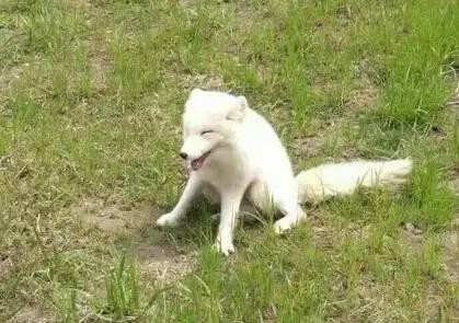 超萌白狐笑眼眯眯晒太阳 专家:血统纯正可能来自北极