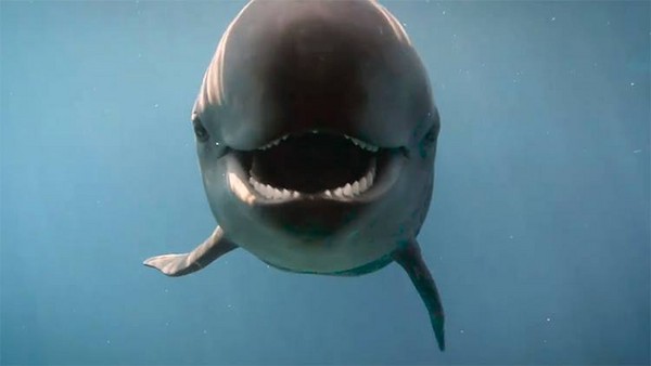 伪虎鲸「露齿灿笑」魔性呆萌 网友笑:它一定戴过牙套