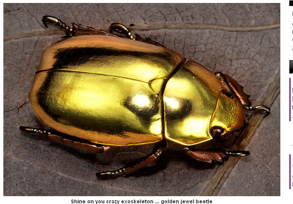 金甲虫萨克斯图片