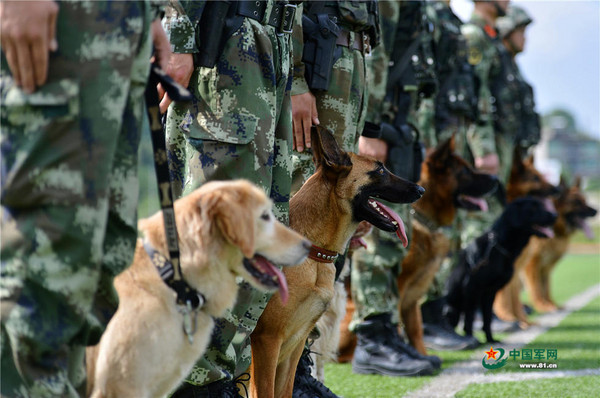 武警重庆总队七支队警犬受训时专注的模样