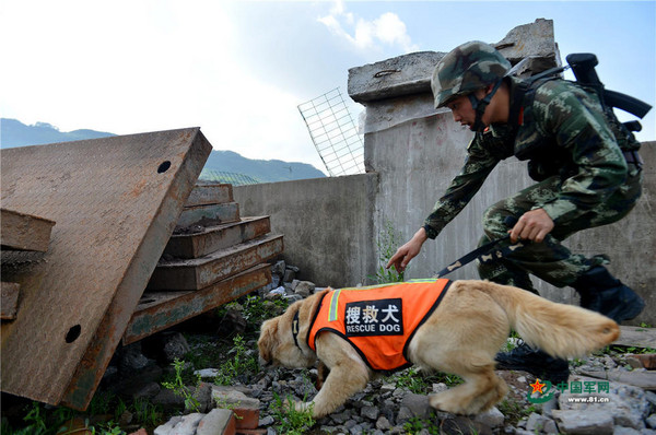 ▼武警重庆总队七支队训犬员陈建带领警犬进行搜救训练.