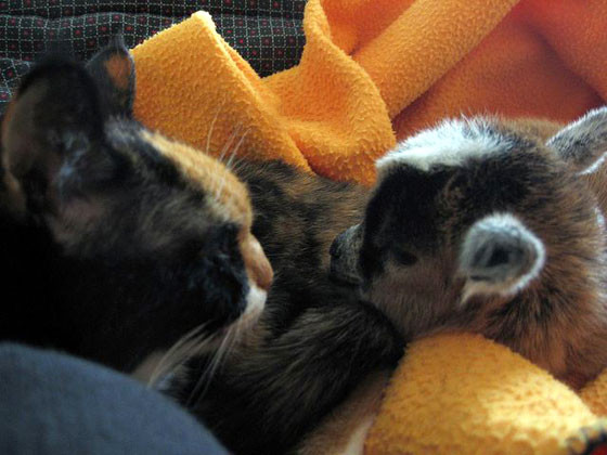 名叫「拿铁与摩卡」 猫咪与羊宝宝感情浓密