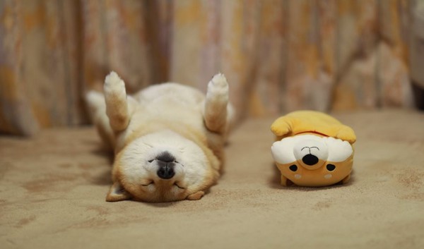 maru的标准睡姿xd.