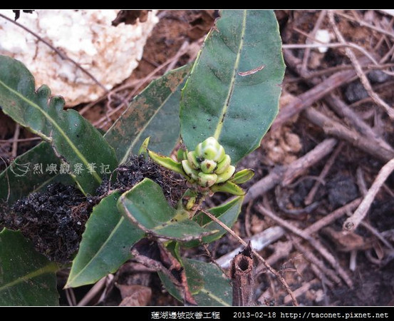 金门整治水库工程 罕见植物「厦门老鼠簕」面临绝种