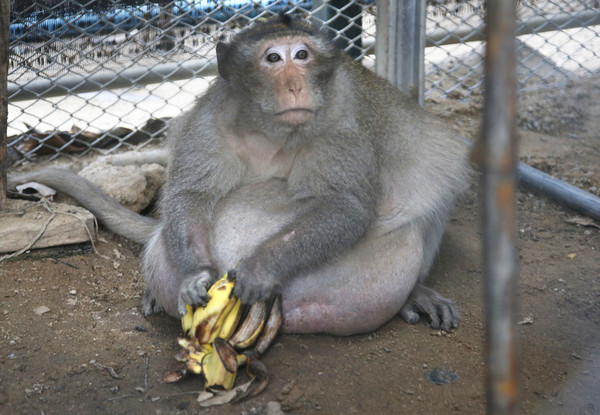 胖猴子年轻时照片图片