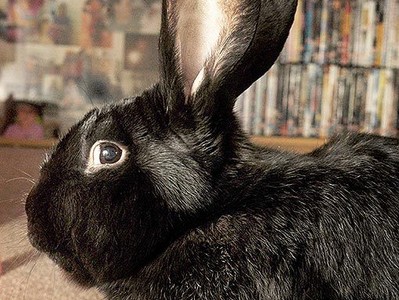 体长如小女孩! 英国巨兔「大流士」吃不停