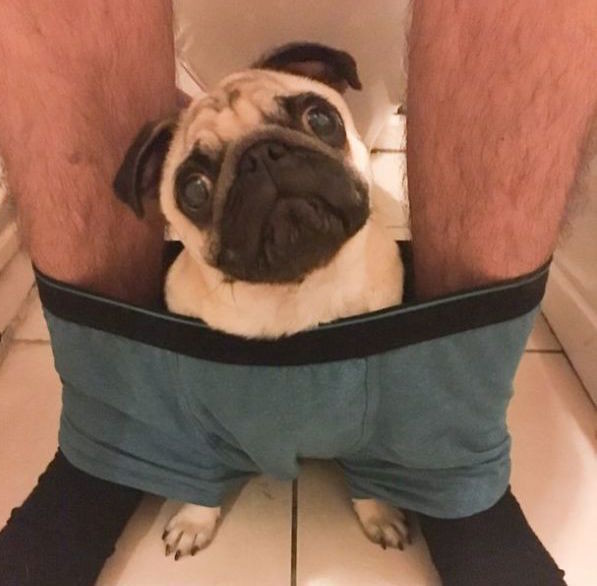 巴哥犬陪主人蹲马桶就算了 还要钻进这里!