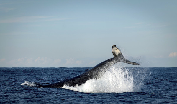 日本启动2017年科研捕鲸 计画在西北太平洋猎捕304头