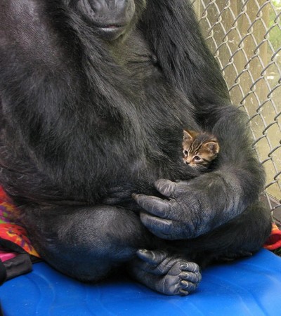 巨手温柔怀抱幼幼猫 大猩猩koko任小猫把头当跳台
