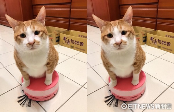 胖到扫地机「直接罢工」 橘猫大叔囧望妈:是它太小台啦