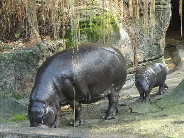 龍年頭尾都在生 北市動物園侏儒河馬乍看像黑豬