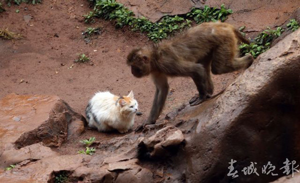 昆明动物园请「喵警卫」帮灭鼠 猴子竟抱著它们捉虱子