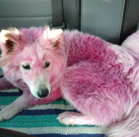 渣男把萨摩耶犬染粉红色 供游客拍照日赚1万再遗弃
