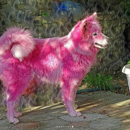 渣男把萨摩耶犬染粉红色 供游客拍照日赚1万再遗弃