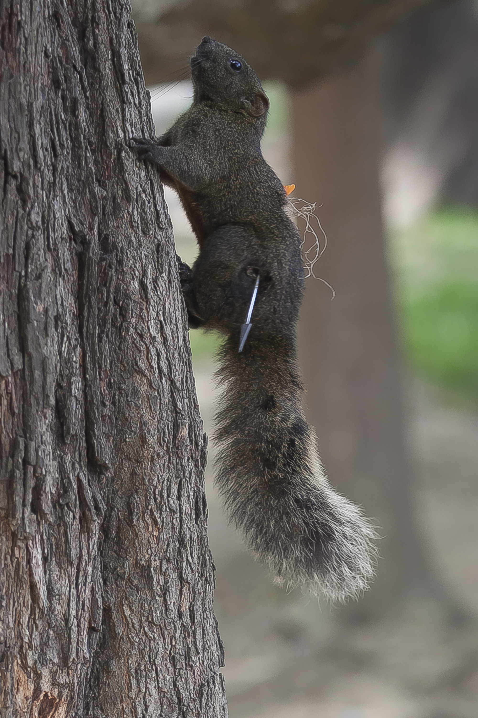 被吹箭插5天 清大赤腹松鼠送医!开刀已无碍