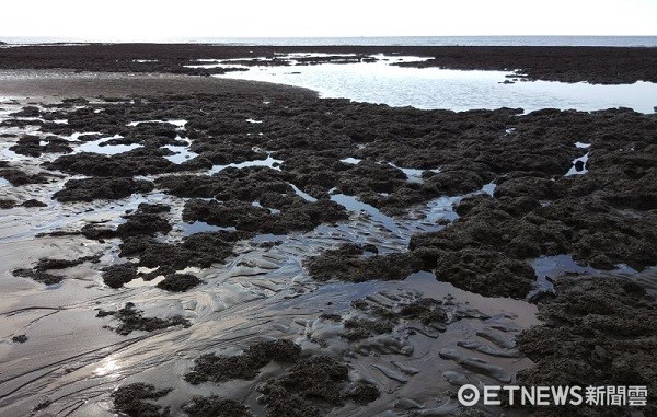 ▲藻礁這個屬於世界人類自然遺產，可能因中油第三天然氣接收站開發而消失。（圖／潘忠政提供）