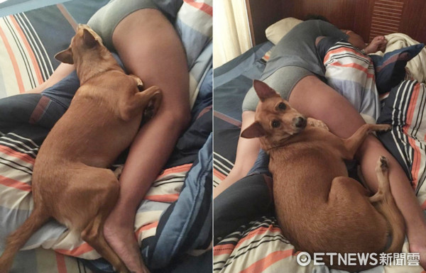 爱卡两腿中间,汪星人宝宝头躺把拔「翘臀」.