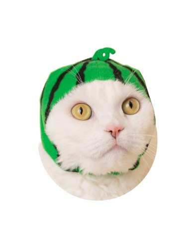 上次推出多款可爱的小偷头巾,让猫奴们烧到口袋都破了(钱飞走xd),天气