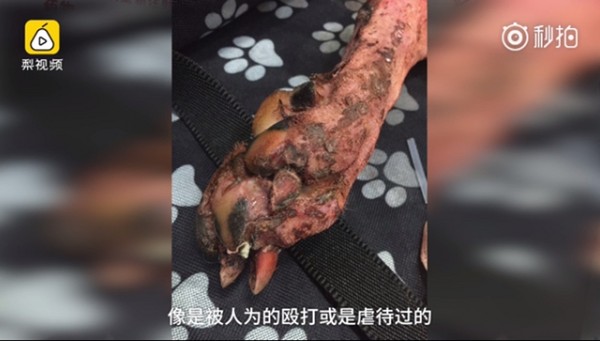 全身脱毛血淋淋 难救治「安乐死」主人哽咽