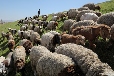 全球首例！紐西蘭繁殖「環保羊」　每年降低1%甲烷排放量