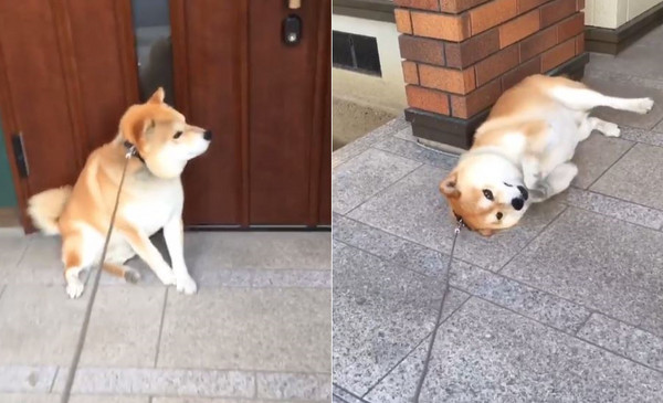 懒惰柴柴不肯出门.(图/翻摄自instagram@kentan.omitan)