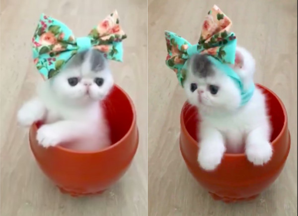 小猫装萌超过400万次观看!网友赞可爱也骂爆