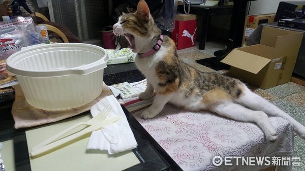貓咪卡莉假裝傷殘人士，其實是懶惰。（圖／網友Vivian Yen提供，請勿隨意翻拍，以免侵權。）