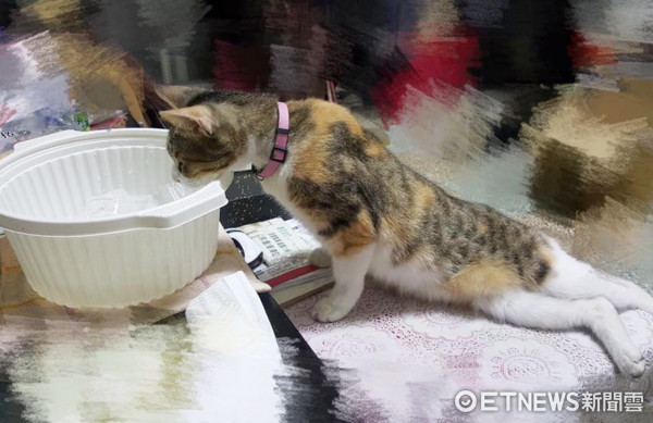 貓咪卡莉假裝傷殘人士，其實是懶惰。（圖／網友Vivian Yen提供，請勿隨意翻拍，以免侵權。）