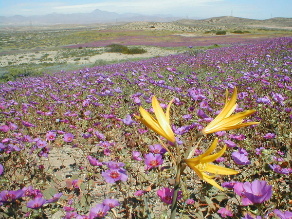 ▲▼沙漠開花(Desierto florido)。（圖／翻攝自維基百科）