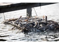 片面開放鰻苗輸日　將成危害鰻魚產業的「灰犀牛」