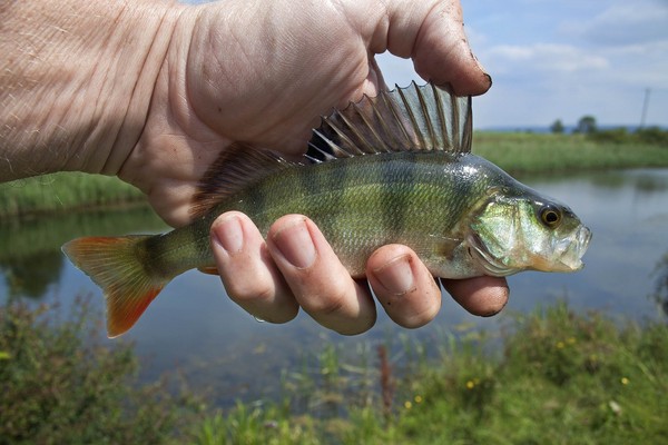 釣魚初體驗!蛇卻咬走戰利品.3歲萌娃崩潰喊「不」