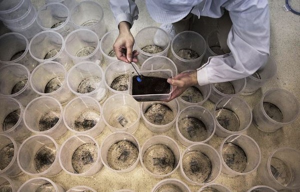 ▼工作人員將蚊子幼蟲分裝到塑膠盒裡培育。（圖／翻攝自新文頭條）