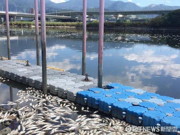 ▲▼社子大橋下方基隆河大量魚群暴斃。