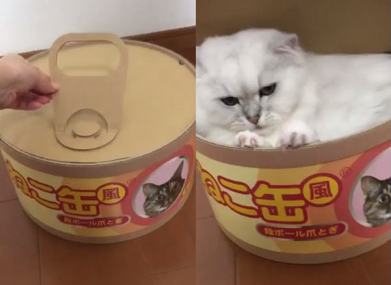 名符其實貓罐頭！金吉拉「Mokkun」從紙箱中探出頭。（圖／翻攝自Twitter@Karen_meikoi。）
